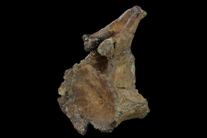 Triceratops Caudal Vertebra - North Dakota #134444